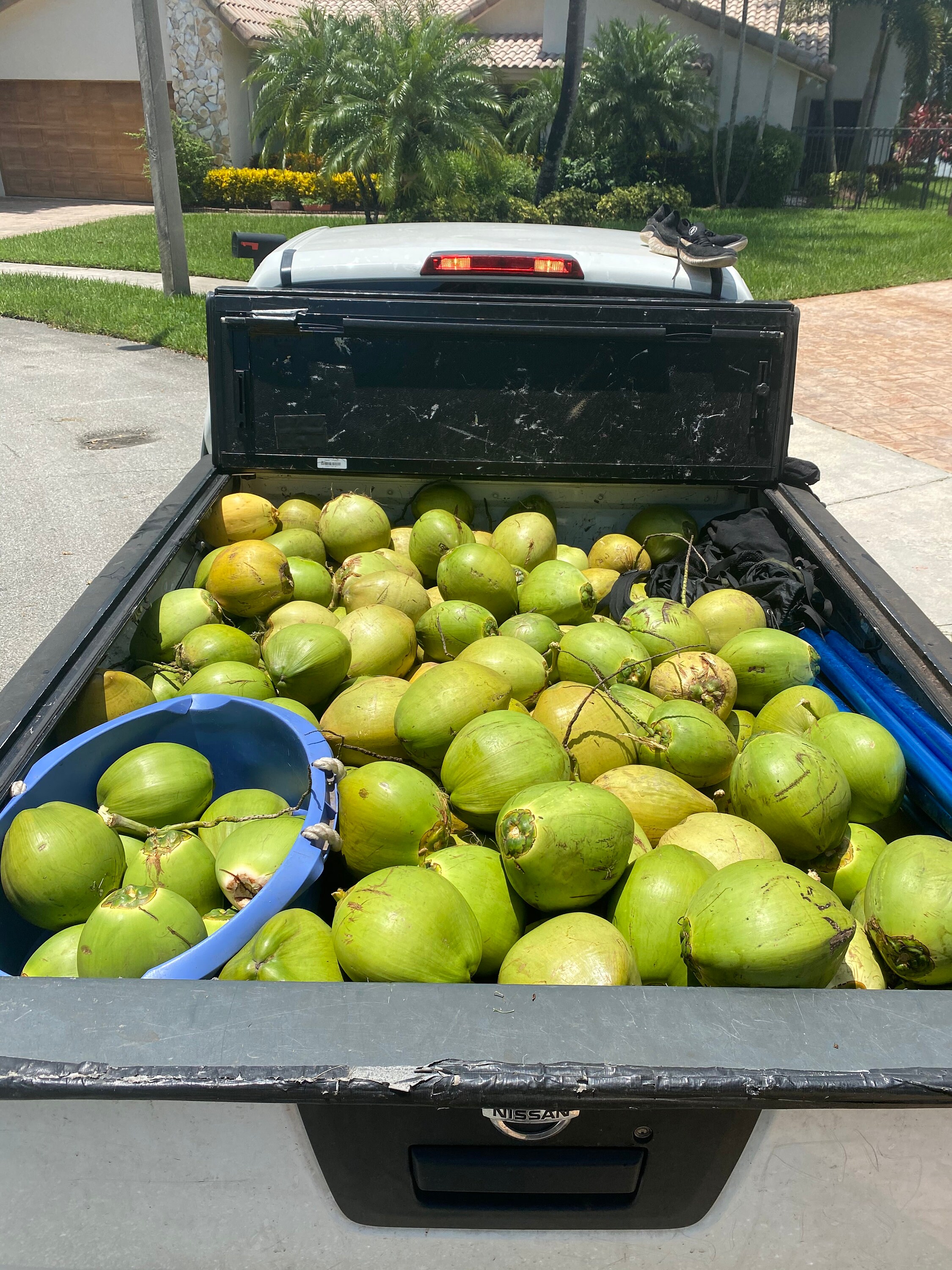 3 Fresh Natural Coconuts USA Florida Miami Coco Water Meat Etsy