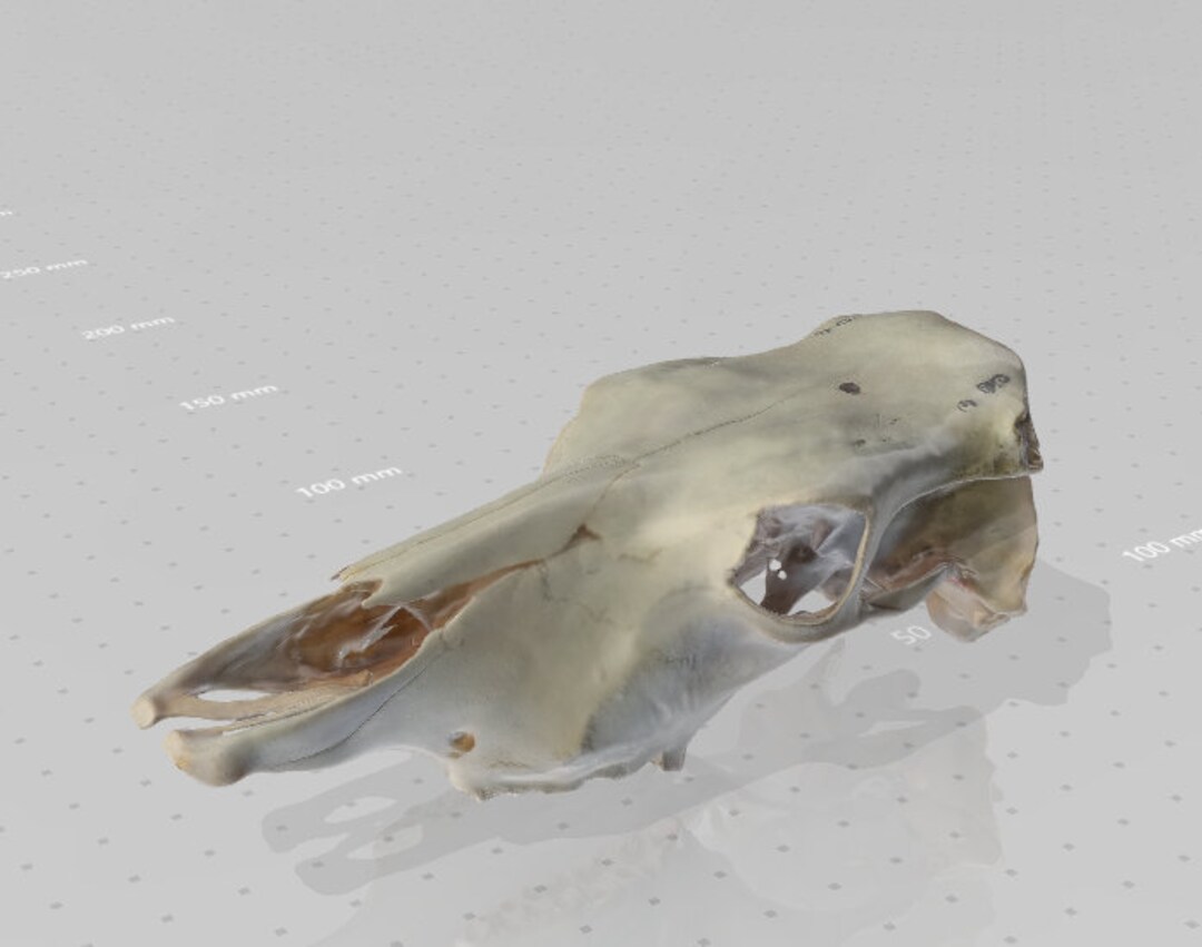 Animal Skull STL Model - Etsy Canada Animal Skull STL Model - Etsy Canada