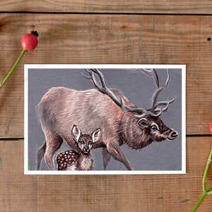 Cartolina Cervo e cerbiatto, illustrazione della fauna selvatica, cartolina animale illustrata, disegno del vitello del cervo, carta regalo di Natale, stile carino, negozio tedesco, nuovo