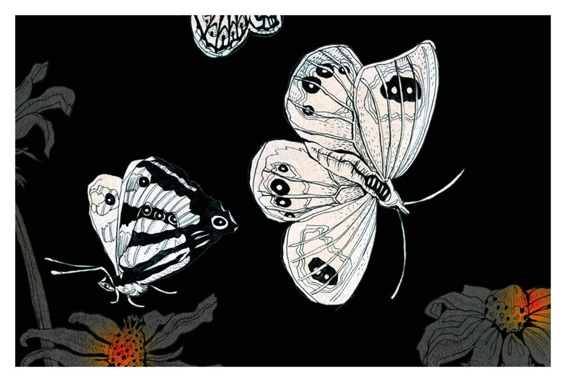 Postcard Butterflies of New Zealand Butterflies by Night Etsy