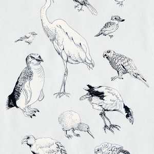 Birds of New Zealand-print, Bird Art Print, mooie wetenschappelijke tekening, NZ-kunst, vogelillustratie, natuurkaart, NZ-huisdecor, in grijs zwart