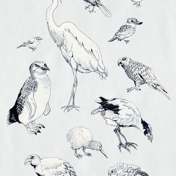 Birds of New Zealand Print, Bird Art Print, pretty scientific drawing, NZ art, bird illustration, nature chart, NZ home decor, in grey black