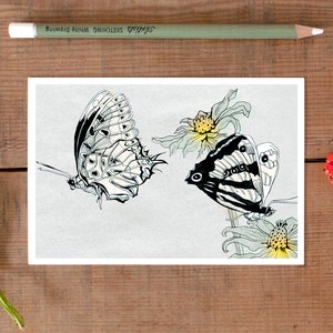 Postal Mariposas de Nueva Zelanda, ilustración de mariposas, postal de mariposa ilustrada, tarjeta de regalo de dibujo de vida silvestre tienda nórdica alemana