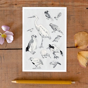 Postkarte Vögel Neuseelands, schöne Vogel Illustration, Neuseeland Andenken, Vogel Postkarte, Natur Postkarte, Reise Postkarte, neu im Shop