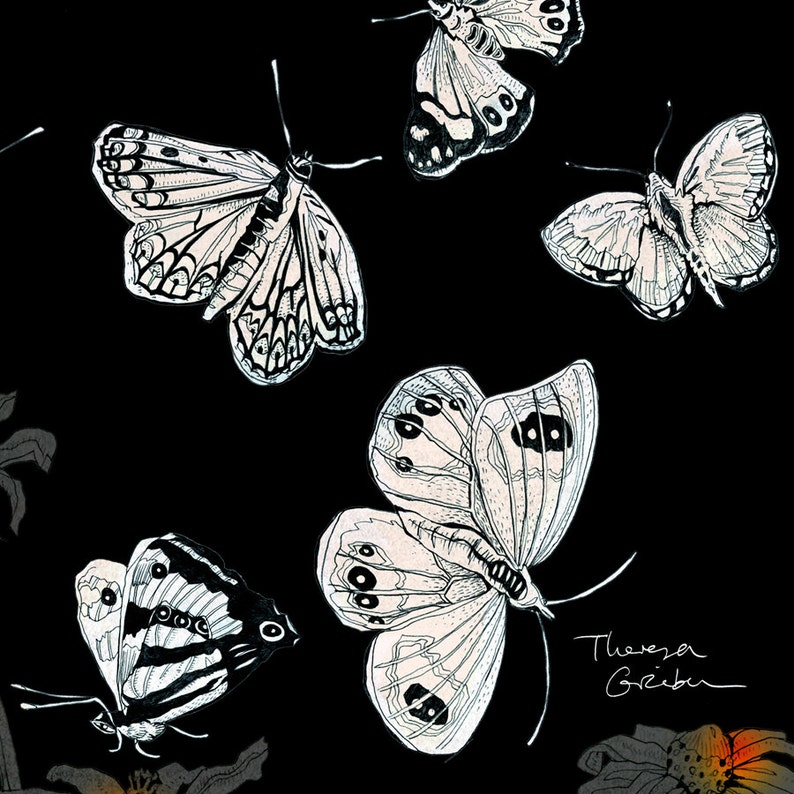 Butterflies Print, Fine Art Print, fine illustration NZ butterflies, butterflies by night, home decor, black white red, nordic, German shop image 4