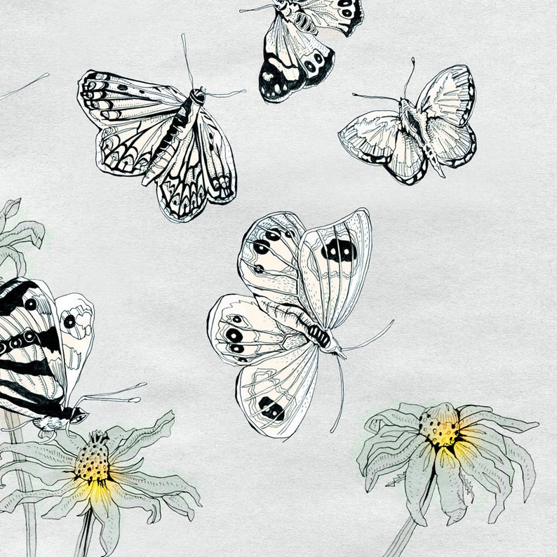 Butterflies Illustration, Fine Art Butterfly Print, illustration of NZ Butterflies by day, home decor, grey white black yellow, German Shop image 4