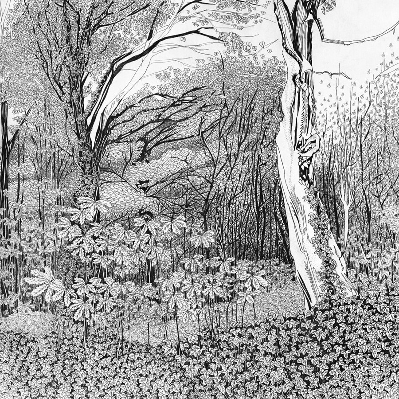 Tree Drawing Fine Art Print Woodland Decor Beautiful Forest Etsy