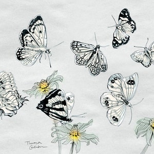 Butterflies Illustration, Fine Art Butterfly Print, illustration of NZ Butterflies by day, home decor, grey white black yellow, German Shop image 2