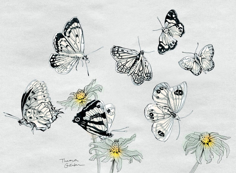 Butterflies Illustration, Fine Art Butterfly Print, illustration of NZ Butterflies by day, home decor, grey white black yellow, German Shop image 2