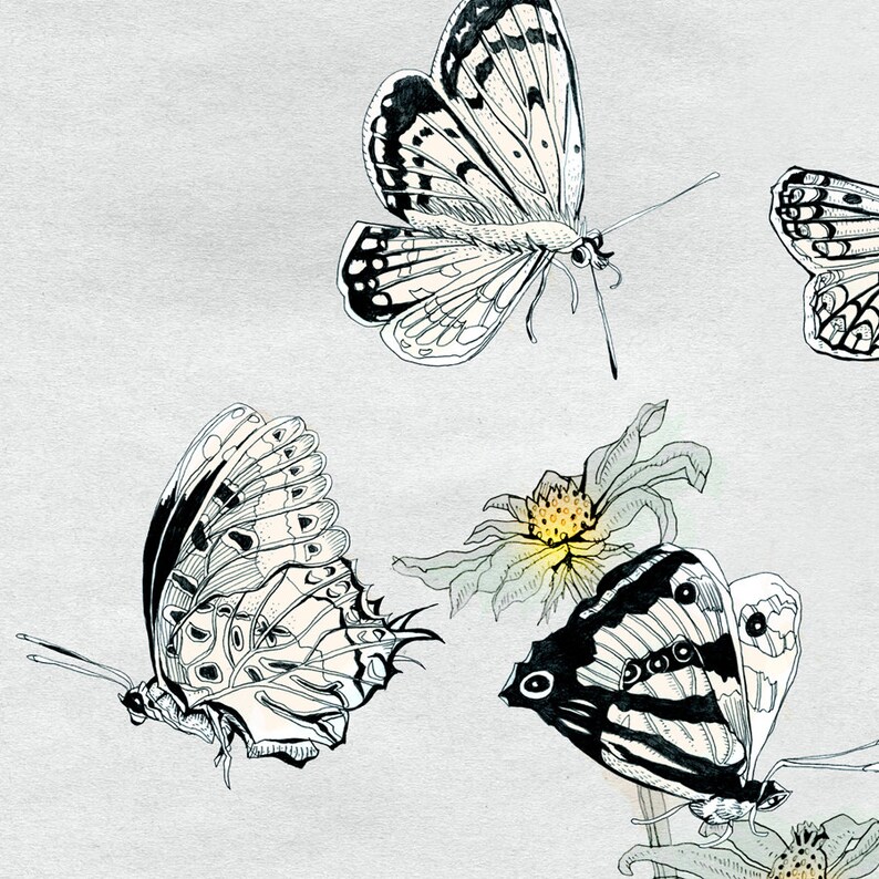 Butterflies Illustration, Fine Art Butterfly Print, illustration of NZ Butterflies by day, home decor, grey white black yellow, German Shop image 3