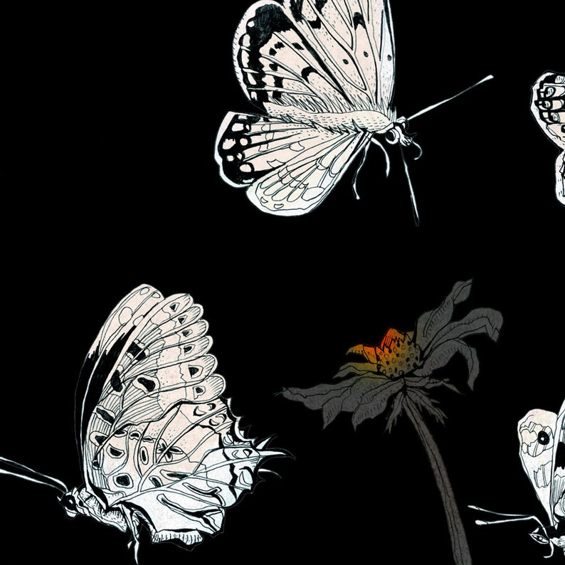 Butterflies Print, Fine Art Print, fine illustration NZ butterflies, butterflies by night, home decor, black white red, nordic, German shop image 3