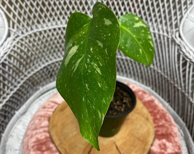 Variegated Monstera (Thai Constellation)