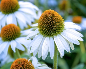 White Coneflower, Hardy Hibrid, 20 seeds, Organically Grown & Untreated