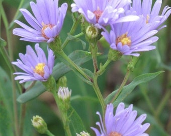 Prairie Seed Mix, Full Sun Seeds, Native Wildflowers, Organic & Untreated, Six Flowers Varieties