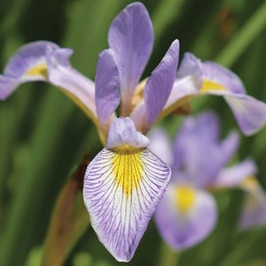 May include: Close-up of a lavender iris flower with yellow and white markings. The flower has six petals, three upright and three drooping, with intricate veining. The background is a soft green, suggesting a garden setting.