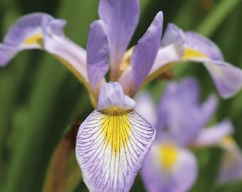 Northern Blue Flag Iris (Iris versicolor L.)