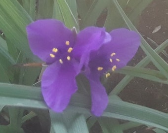 Purple Spiderwort, LIVE PLANT, 5 Root Divisions, Organically Grown, Untreated, Native Plants, Virginia Spiderwort (Tradescantia virginiana)