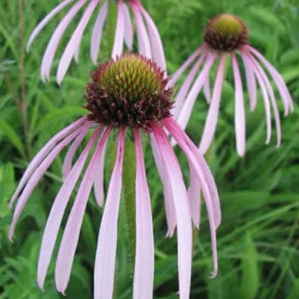 Pale Purple Coneflower (Echnacea pallida), 20 seeds, Native Plant, Organically Grown & Untreated