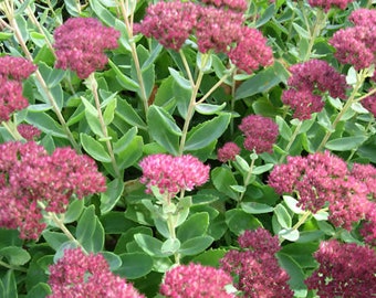 Dark Pink "Autumn Joy" Sedum, Starter Plant, Organically Grown, Untreated Stonecrop