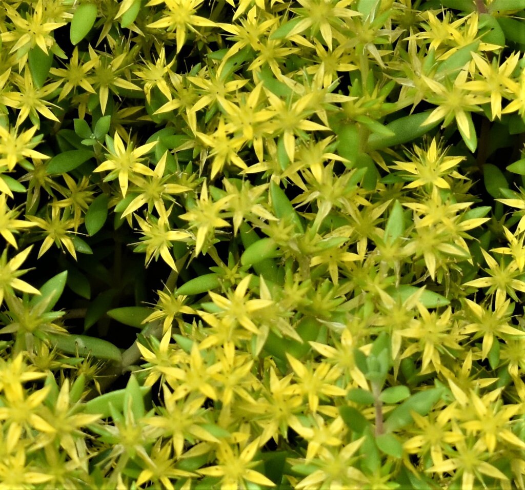 Golden Teardrop Sedum Sedum lineare LIVE PLANTS Etsy