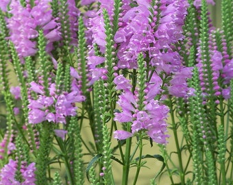 Obendient Plant, LIVE PLANT, 6 Root Divisions, Organically Grown, Untreated, Native Plants, (Physostegia virginiana) a.k.a. False Dragonhead