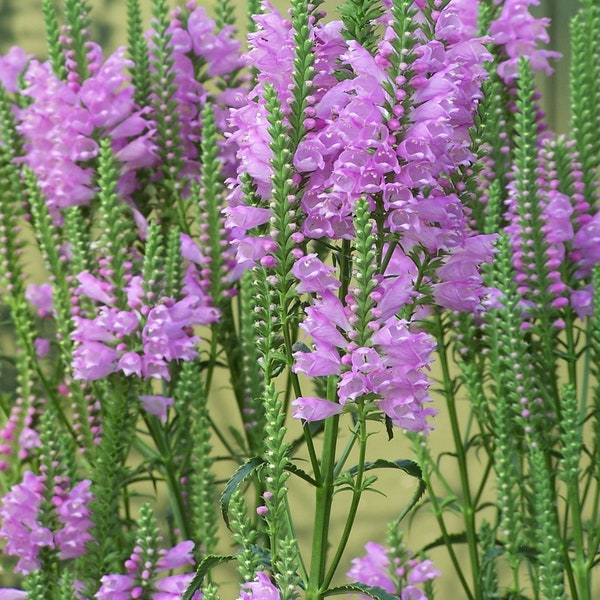 Obendient Plant, LIVE PLANT, 6 Root Divisions, Organically Grown, Untreated, Native Plants, (Physostegia virginiana) a.k.a. False Dragonhead