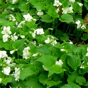 White Violets, LIVE PLANTS, 2 Bareroot Plants, Native, Untreated, Organically Grown, Viola Striata
