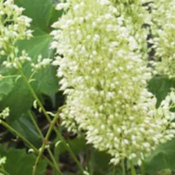 Coral Bells - "Autumn Bride" (Heuchera macrorhiza), LIVE PLANT, Organically Grown, Perennial Plant