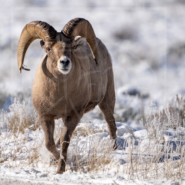 Moutons à grandes cornes en hiver | Photographie animalière | Photographie de nature | Téléchargement numérique