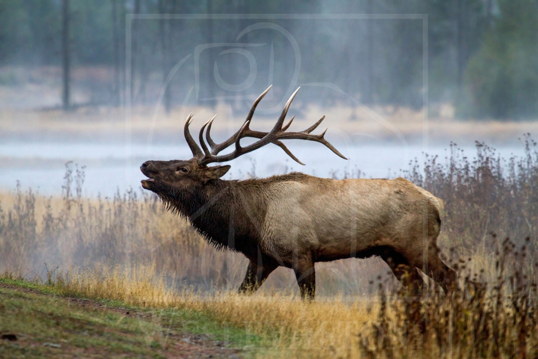 Bull Elk Bugling Digital Download Wildlife Nature Antlers Etsy