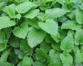 Lemon Balm Seeds, Melissa Odorata, Herb, Perennial Plant, Used As Tea, Potpourri and Dream Pillows, Helpful for Bees and HummingBirds