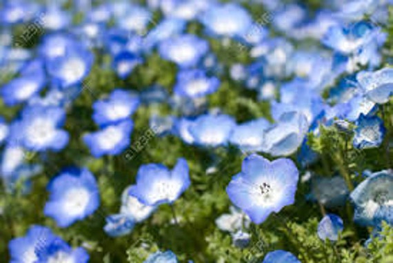 Baby Blue Eyes Seeds Nemophila Menziesii Annual Flower Etsy