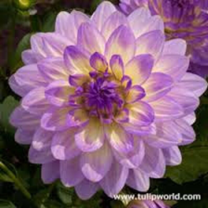 Dinnerplate Dahlia Seeds Mixed Colors Flowers Large as a Etsy