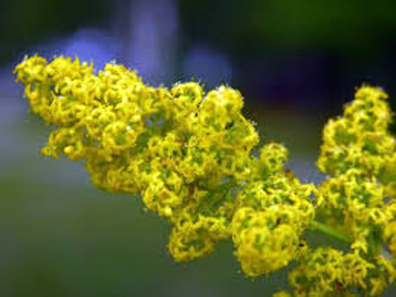 Желтые цветы которые дарят на 8. Подмаренник желтый. Подмаренник Луговой. Подмаренник Вайланта. Подмаренник обыкновенный (Galium Verum).
