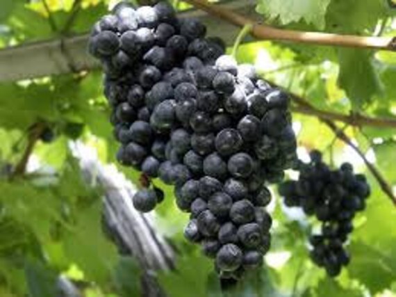10 Purple CONCORD GRAPE Fruit Vine Vitis Labrysca White Flower Seeds *Flat Ship