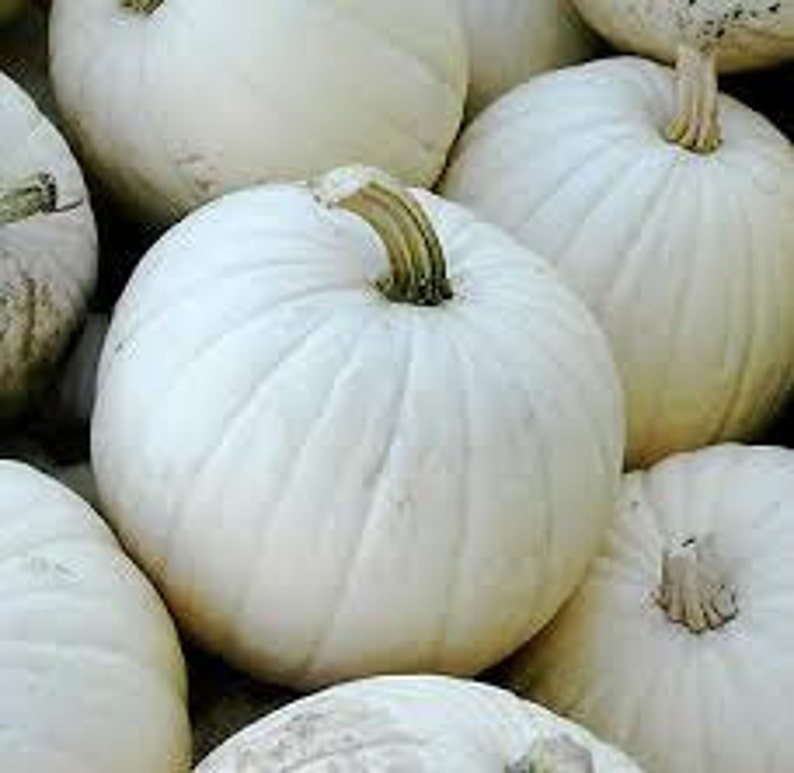 White Pumpkin Seeds Cucurbita Lumina Good for Eating Large Etsy