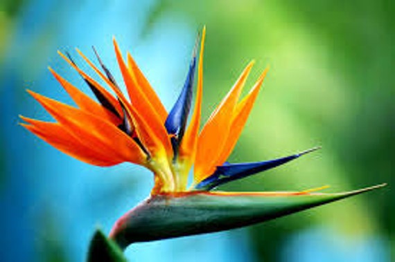 Graines Oiseau Du Paradis Strelitzia Reginae Plante Tropicale Fleur Exotique Plante De La Maison