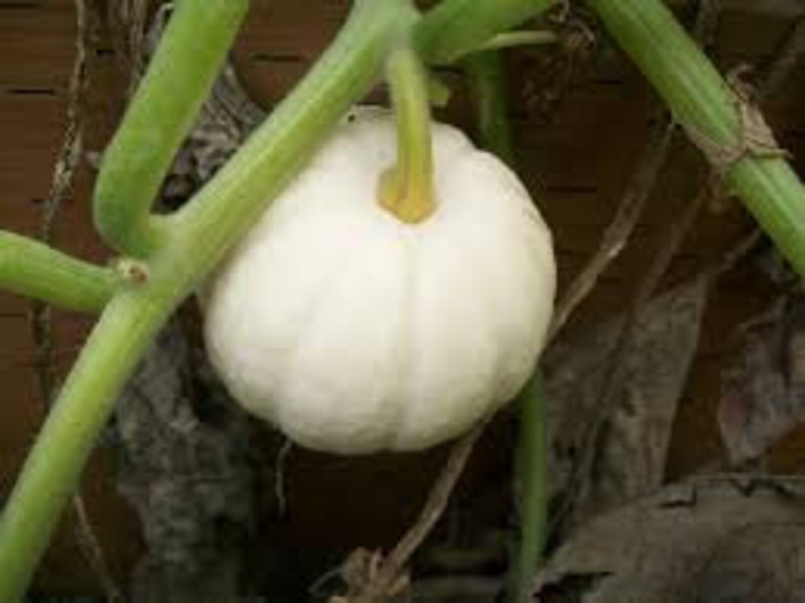 White Pumpkin Seeds Cucurbita Lumina Good for Eating Large Etsy