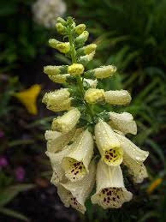 Yellow Foxglove Seeds Digitalis grandiflora Medicinal Herb