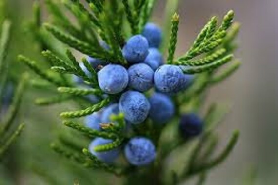 60 Organic Seeds COMMON JUNIPER Juniperus Communis Tree Shrub 20 Blue Berries