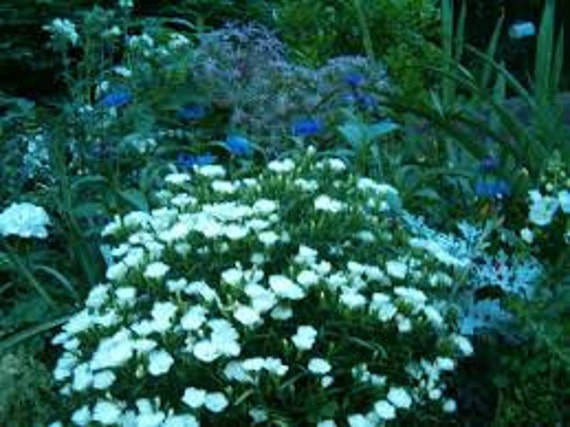 The Moon Garden Collection Of Seeds Create Your Moon Garden Etsy The Moon Garden Collection Of Seeds Create Your Moon Garden Etsy
