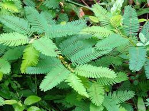 Semillas De Plantas Sensibles Mimosa Pudica Planta De La Etsy