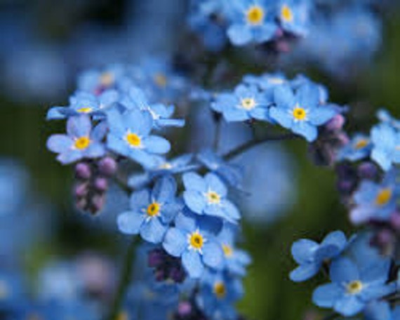 RARE INDIGO FORGET-ME-NOT 60 PERENNIAL FLOWER SEEDS