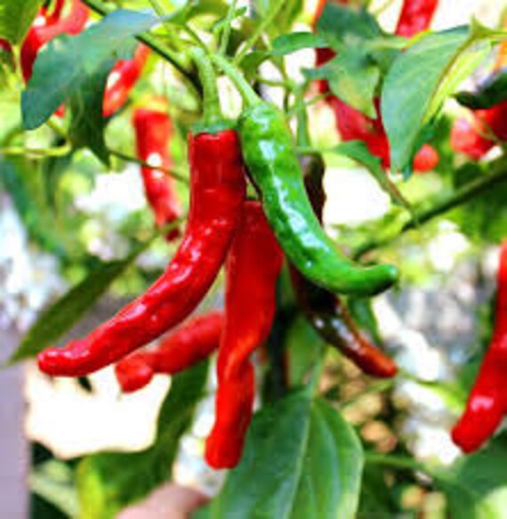 Anaheim Red Chili Pepper Seeds Organic Fresh Seeds Capsicum Etsy