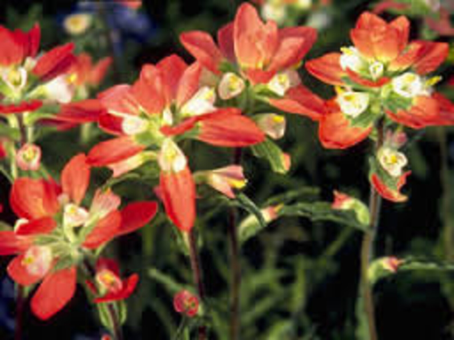 Indian Paintbrush Seeds Castilleja Indivisa Wildflower Etsy