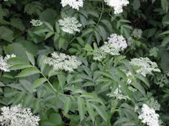 Graines De Sureau Noir Sambucus Nigra Plantes Médicinales Fruits Comestibles Vivace Plant Alias Comme Le Sureau Noir