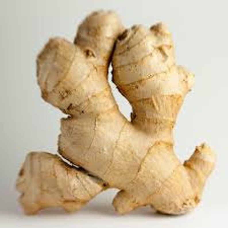 Ginger Root / Rhizome Zingiber officinale hornroot Grow Etsy