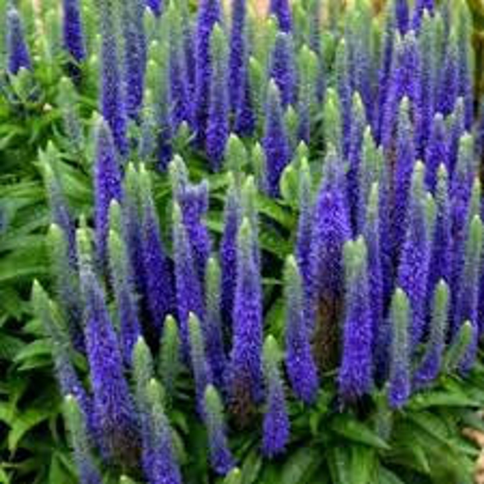Veronica Seeds Veronica Spicata Spike Speedwell Perennial Etsy
