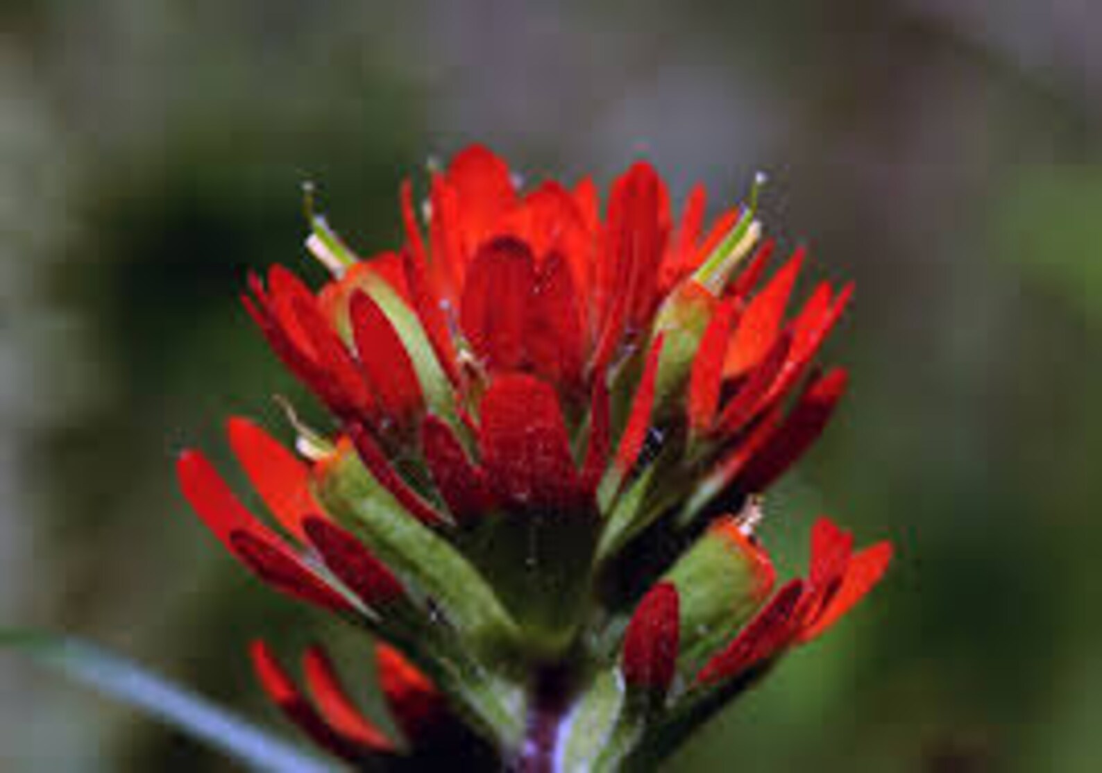Indian Paintbrush Seeds Castilleja Indivisa Wildflower Etsy