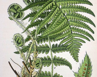 North American Trees Etsy - 